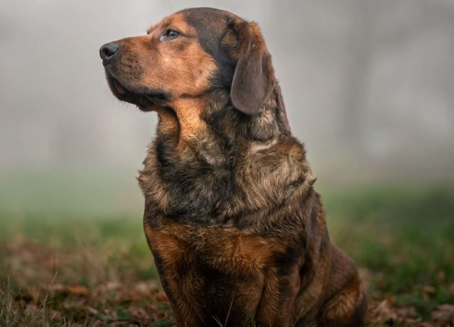 perro de caza tejonero de los alpes