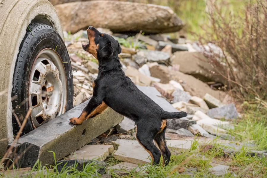 perro de caza terrier aleman ladrando