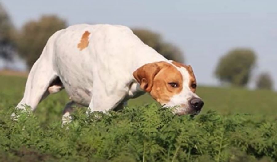 pointer ingles perro de caza