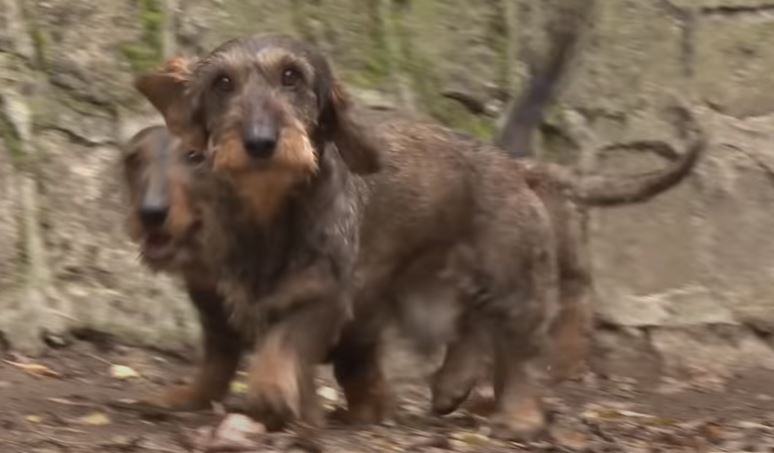 teckel para la caza de conejos perro de caza