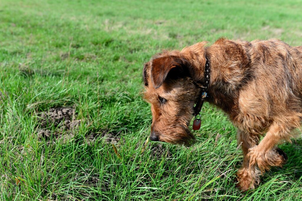terrier irlandes perro de caza