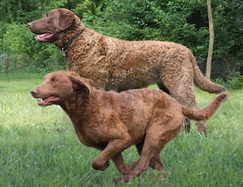 Chesapeake Bay Retriever perro de caza