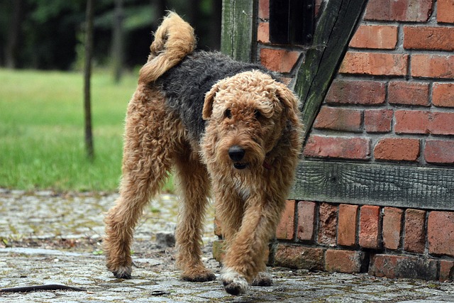 airedale-terrier-perro de caza