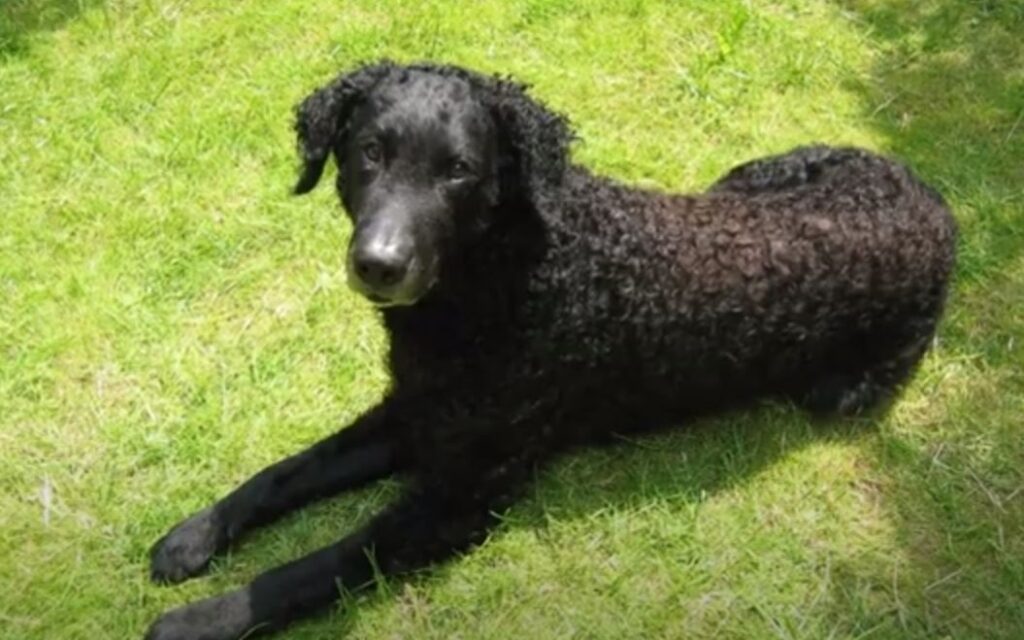 cobrador de pelo rizado perro de caza