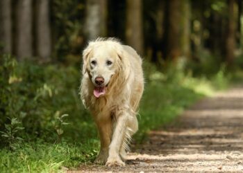 El Fascinante Mundo de los Golden Retrievers en la Caza