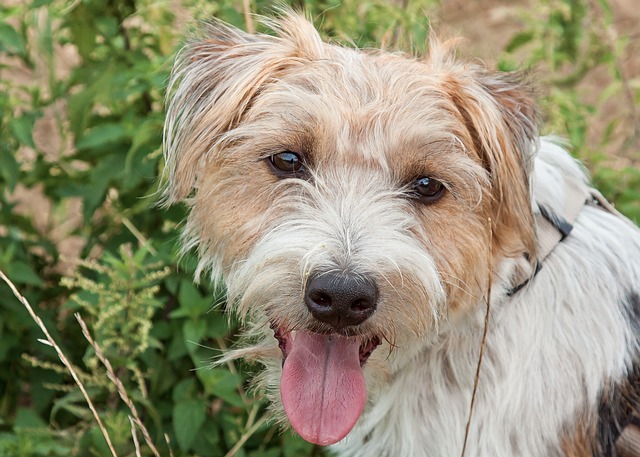 parson-jack-russel-perro de caza