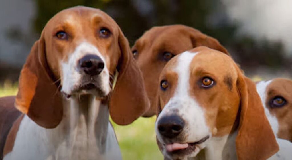 perro de caza American Foxhound