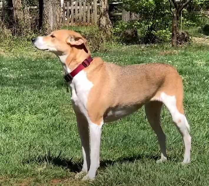 perro de caza-American Foxhound