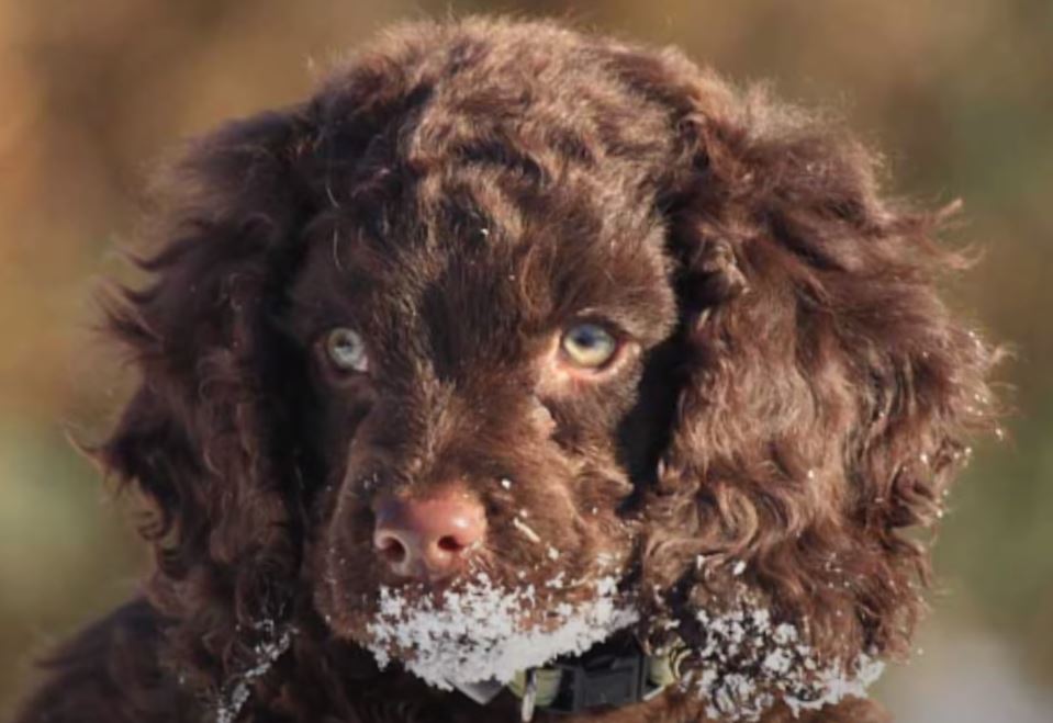 perro de caza American Water Spaniel cachorro