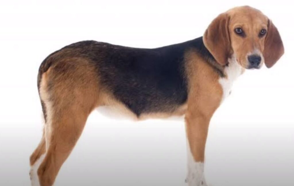 perro de caza BEAGLE-HARRIER