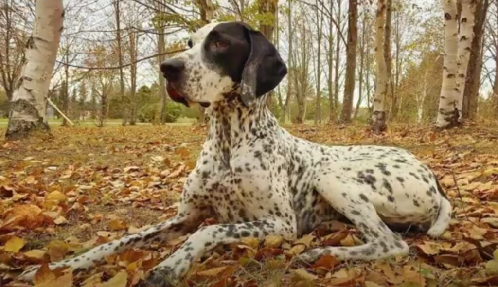 perro de caza BRACO-DE-AUVERNIA