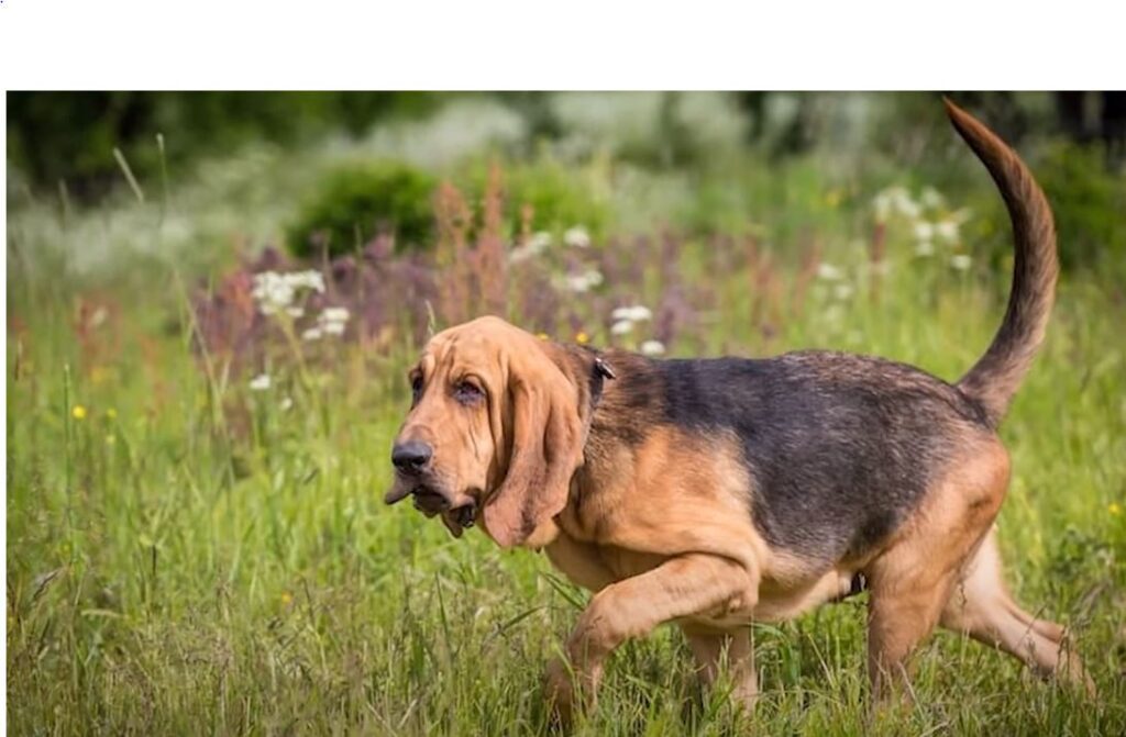 perro de caza Bloodhound