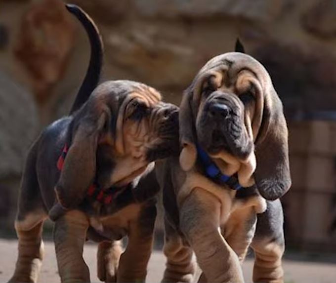 perro de caza Bloodhound cachorros