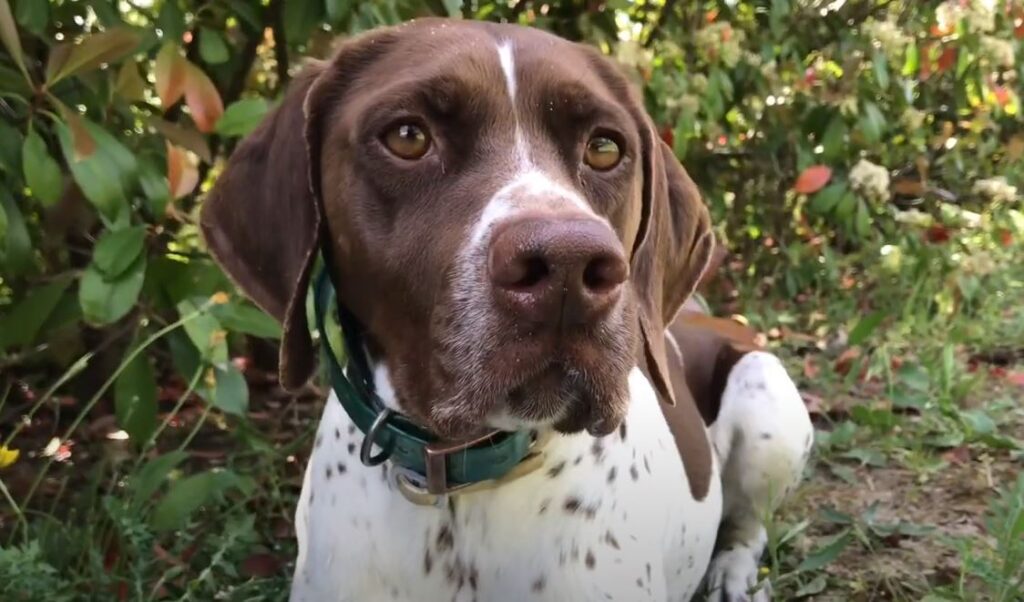 perro de caza Braco-Francais-type Gascogne