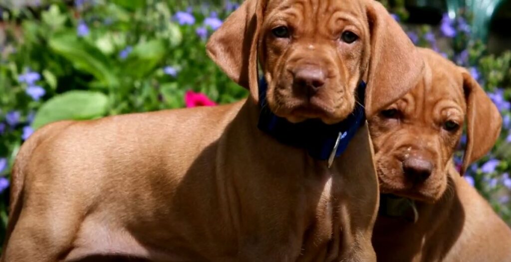 perro de caza Braco húngaro de pelo corto cachorros