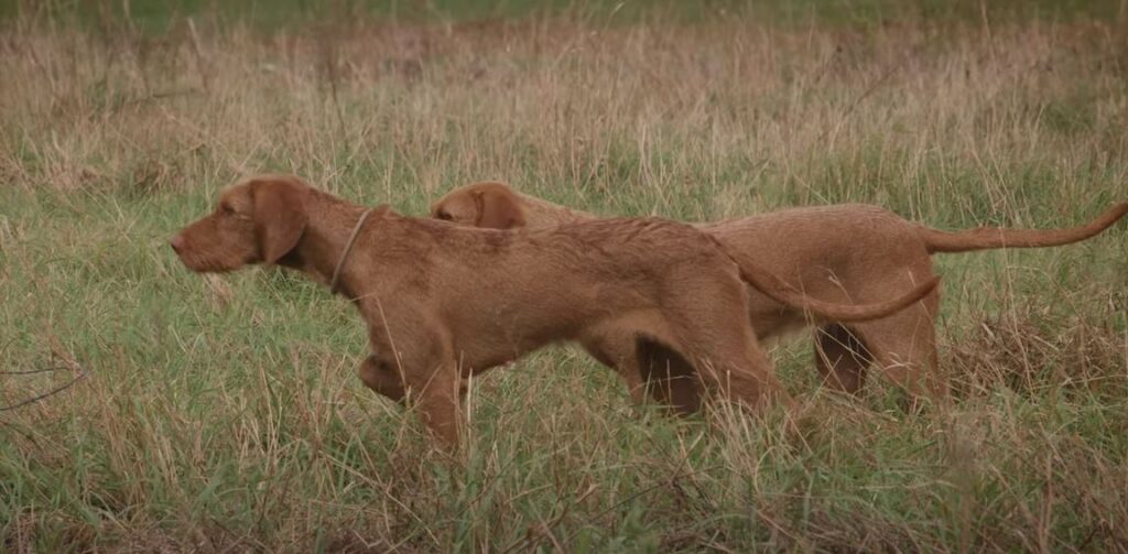 perro de caza-Braco-húngaro de pelo-duro