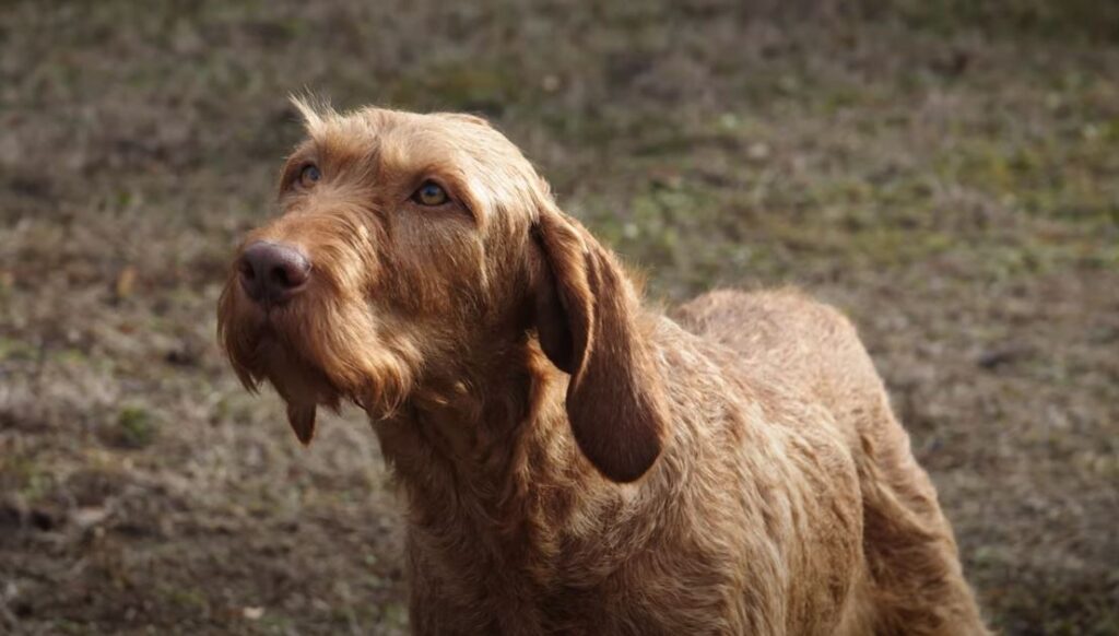 perro de caza Braco-húngaro de pelo duro
