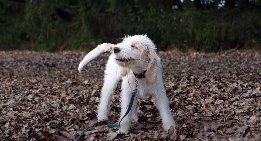 perro de caza Briquet Griffon Vendéen