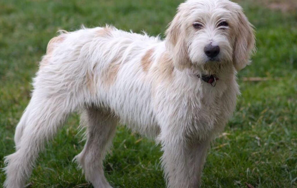 perro de caza Briquet Griffon Vendéen