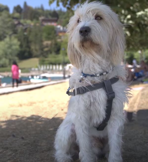 perro de caza Briquet Griffon Vendéen