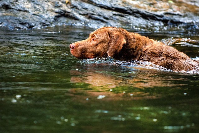 perro de caza-Chesapeake Bay Retriever