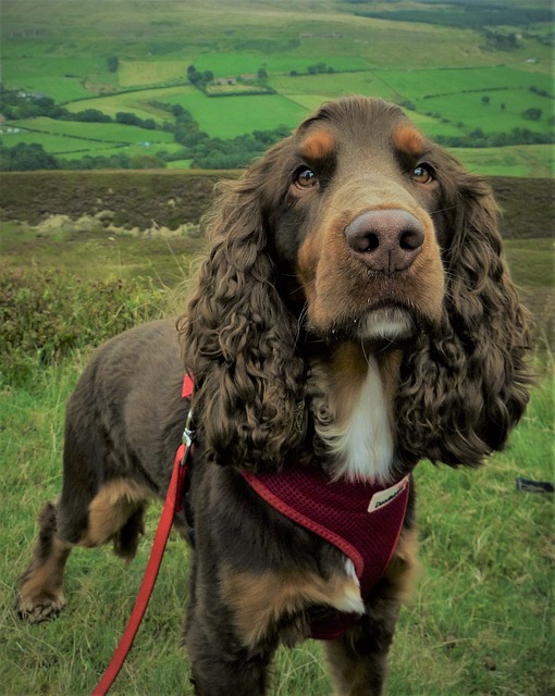 perro de caza Field Spaniel