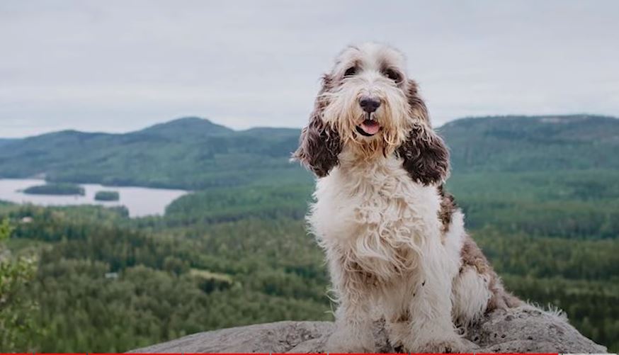 perro de caza Gran grifón vendeano