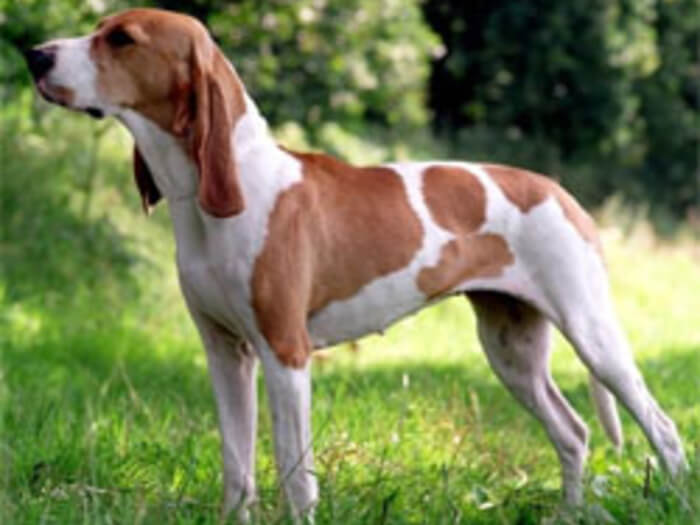 perro de caza Gran sabueso anglo-francés blanco y naranja