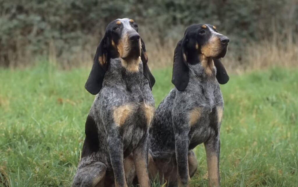 perro de caza-Gran sabueso azul de-Gascuña