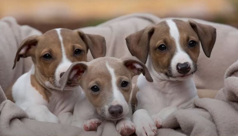 perro de caza Greyhound