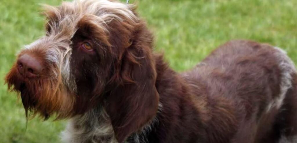 perro de caza-Grifón de muestra bohemio de pelo duro