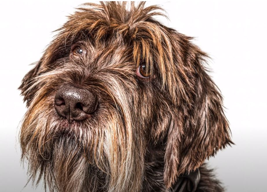 perro de caza Grifón de muestra de pelo duro