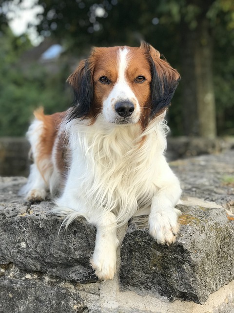 perro de caza KOOIKERHONDJE