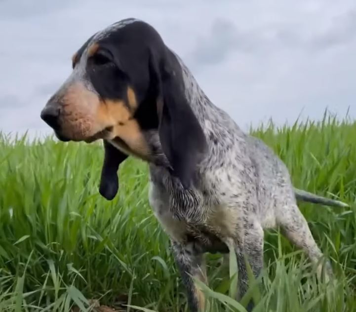 perro de caza Pequeño sabueso azul de Gascuña
