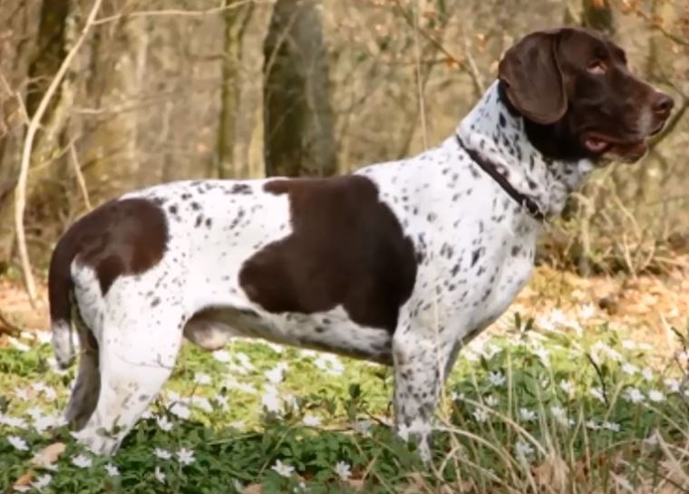 perro de caza Perro Antiguo De Muestra-Danés