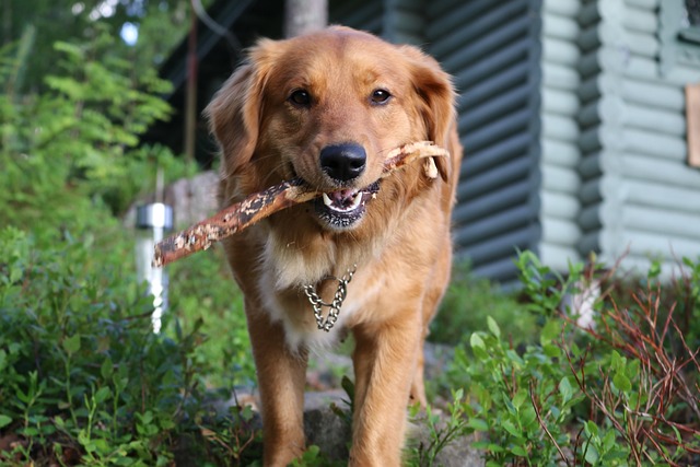 perro de caza-Perro cobrador de Nueva Escocia