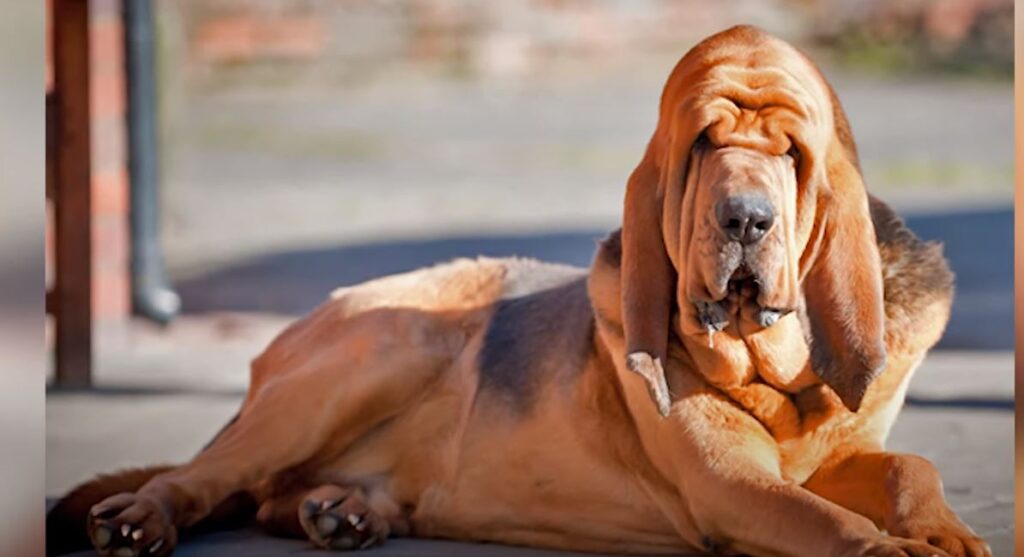 perro de caza Perro de San Huberto