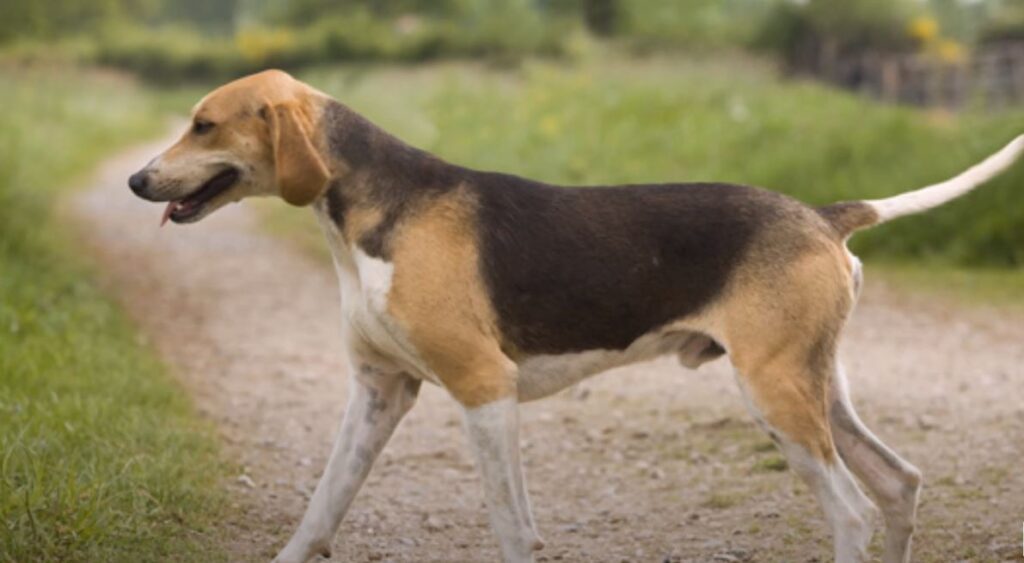 perro de caza Sabueso Anglo-Francés de Tamaño Mediano
