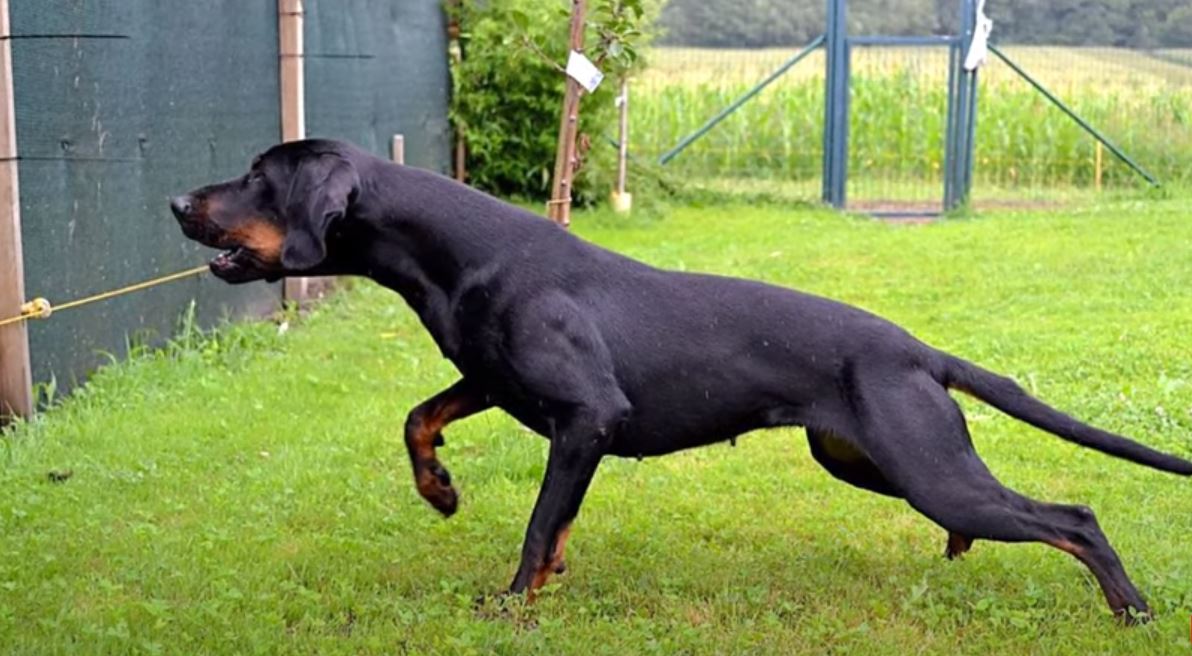 perro de caza Sabueso austriaco negro y fuego