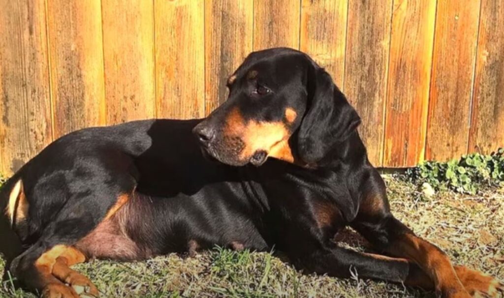 perro de caza Sabueso austriaco negro y fuego