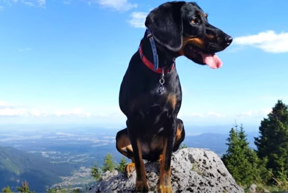 perro de caza Sabueso austriaco negro y fuego