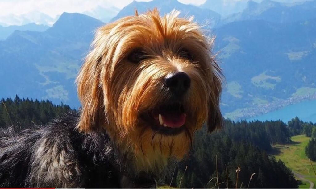 perro de caza Sabueso bosnio de pelo cerdoso