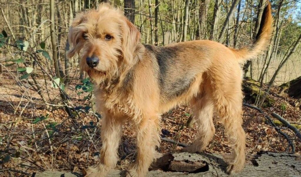 perro de caza Sabueso bosnio de pelo cerdoso