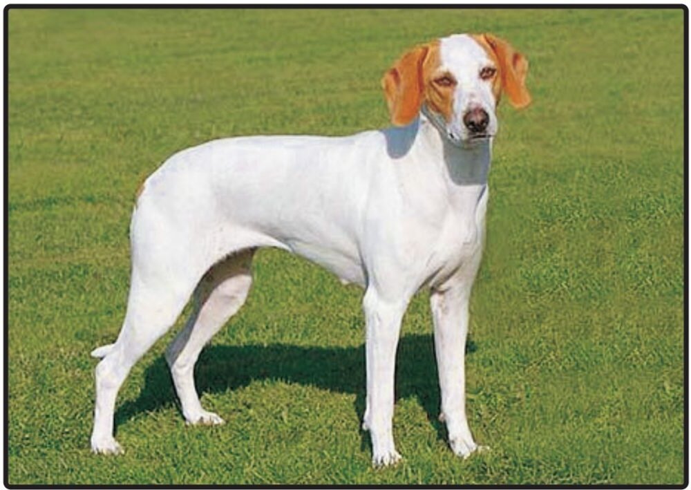 perro de caza Sabueso de Istria de pelo corto