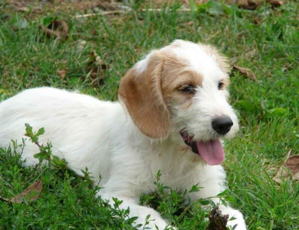 perro de caza -Sabueso de Istria de pelo duro