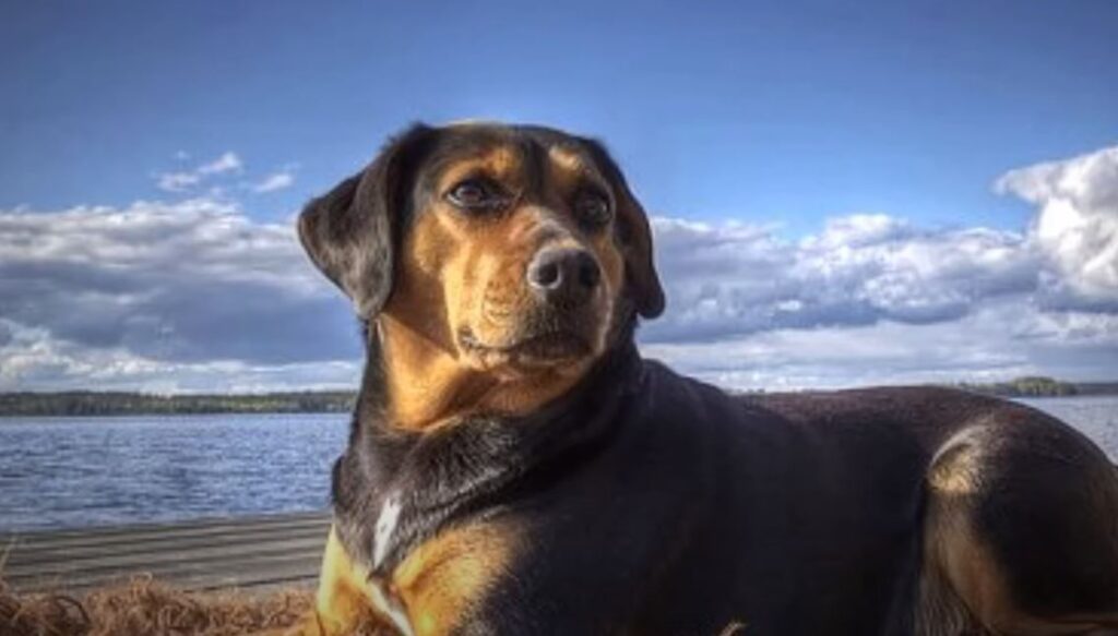 perro de caza Sabueso de Småland