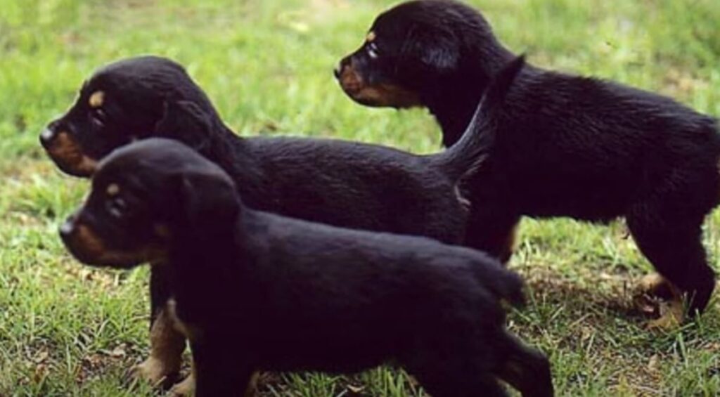 perro de caza Sabueso de Småland cachorros