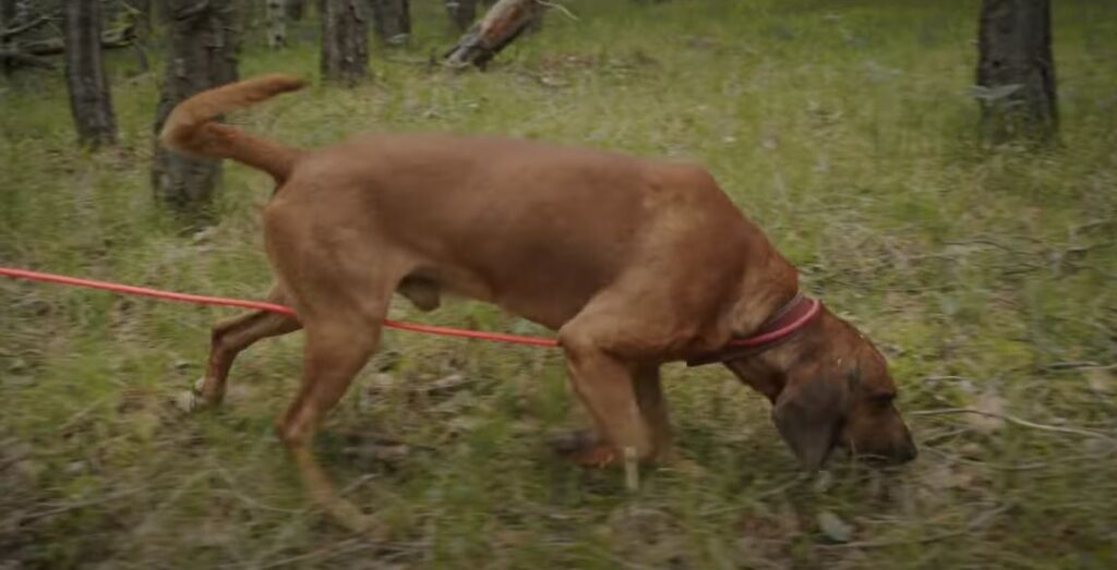 perro de caza Sabueso de Tirol