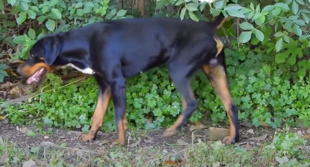 perro de caza Sabueso de Transilvania