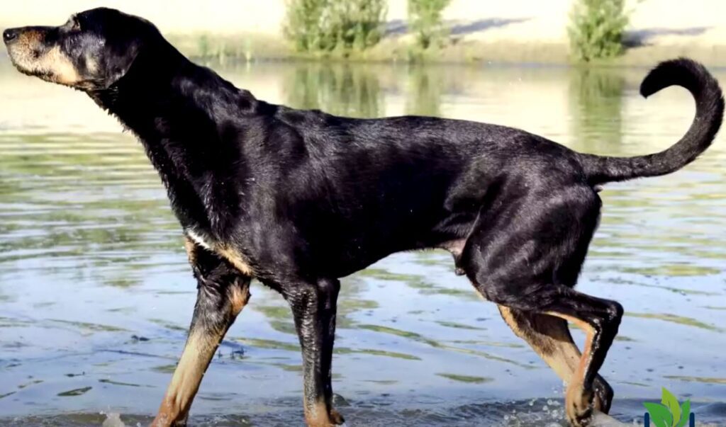 perro de caza Sabueso de montaña del Montenegro